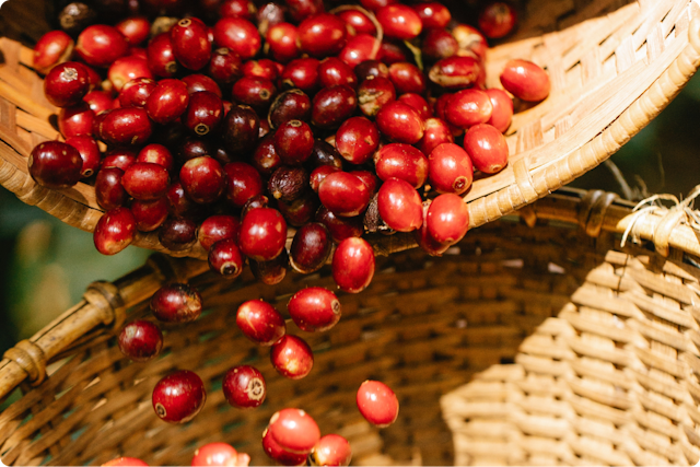 Bild von Preiselbeeren, Orangenschalen, Äpfel